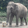 ホテルで余った果物や野菜を動物園へ 横浜で食品ロス削減を継続