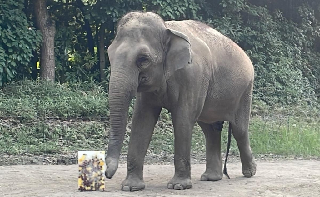 ホテルで余った果物や野菜を動物園へ 横浜で食品ロス削減を継続