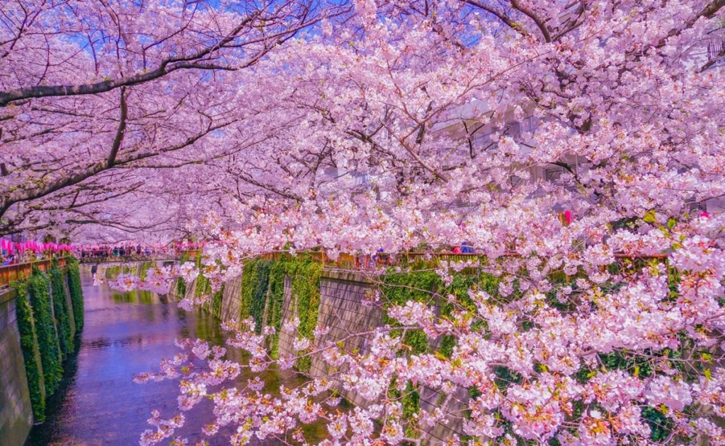 目黒川花見
