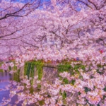 目黒川花見