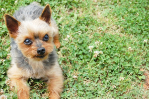 犬の排泄を庭でしている人 必見です 匂いを取り除く方法 教えます 株式会社タイヨー 産業廃棄物の収集 不用品の回収 片付け 遺品整理